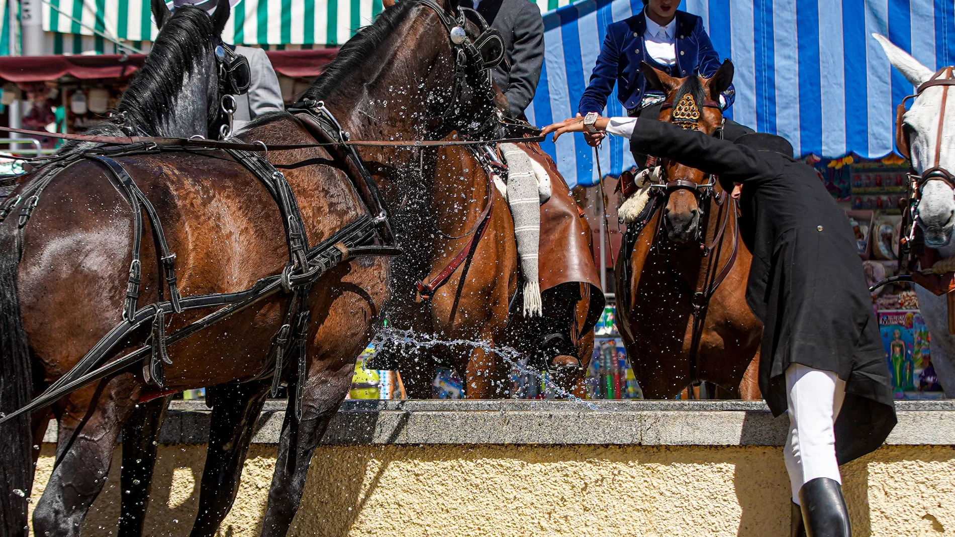 Caballos en el abrevadero del recinto ferial