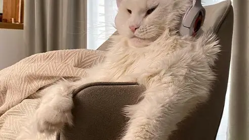 Kefir es un gato Maine Coon que arrasa en internet por su descomunal tamaño