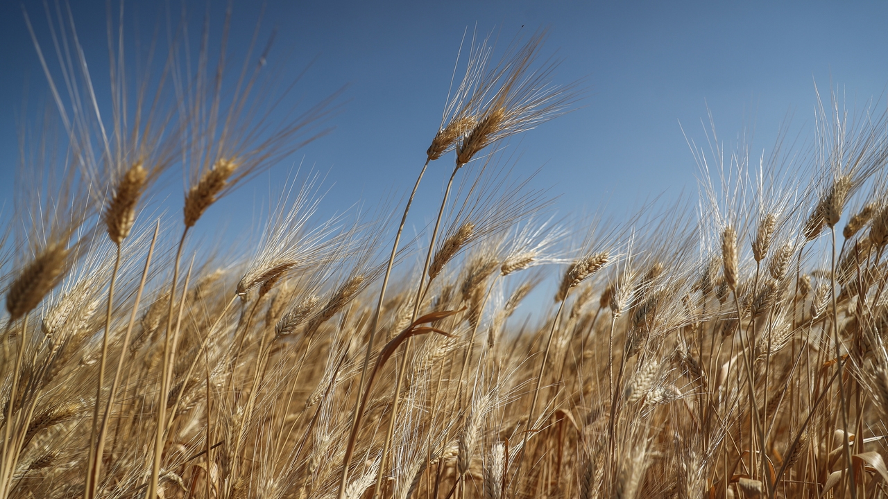 The EU reaches an agreement to lift the ban on corn and wheat from Ukraine