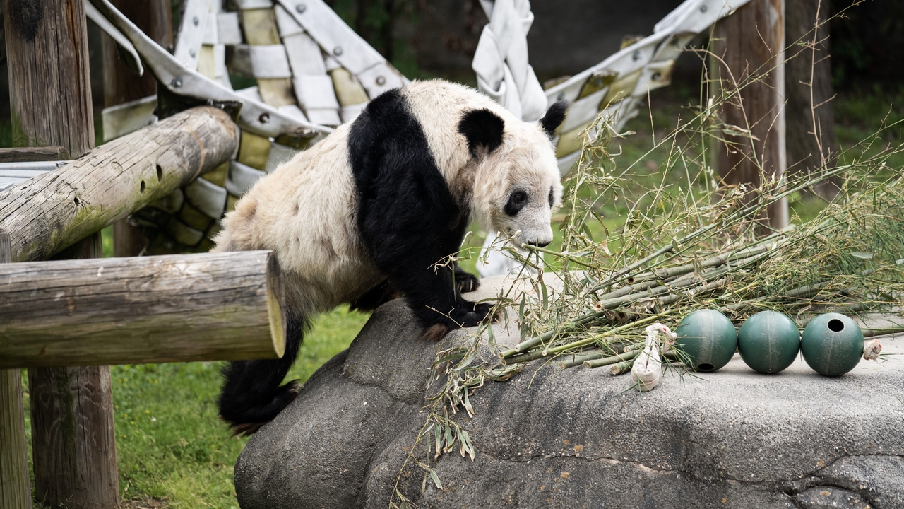The “panda diplomacy” no longer brings the US and China closer