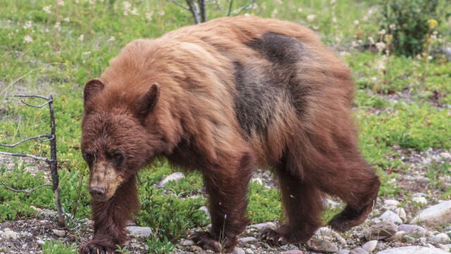 La pareja que grabó el momento en el que un oso los mata y los devora