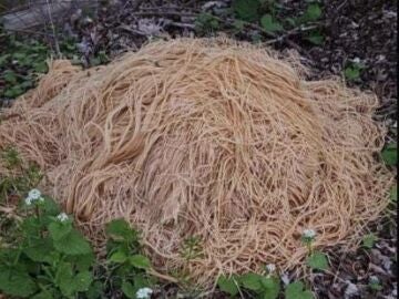El impactante misterio que rodea a Nueva Jersey: ¿por qué han aparecido cientos de kilos de pasta cocida en un bosque?