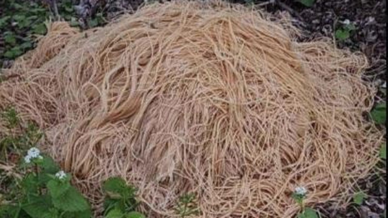 The shocking mystery surrounding New Jersey: why have hundreds of kilos of cooked pasta appeared in a forest?