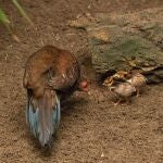 Nacen en Bioparc Fuengirola (Málaga) dos polluelos de faisán de Edwards, una especie extinta en su hábitat