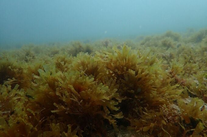 Investigadores de la UA detectan una especie de alga invasora que amenaza la biodiversidad en la costa de Alicante
