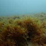 Investigadores de la UA detectan una especie de alga invasora que amenaza la biodiversidad en la costa de Alicante