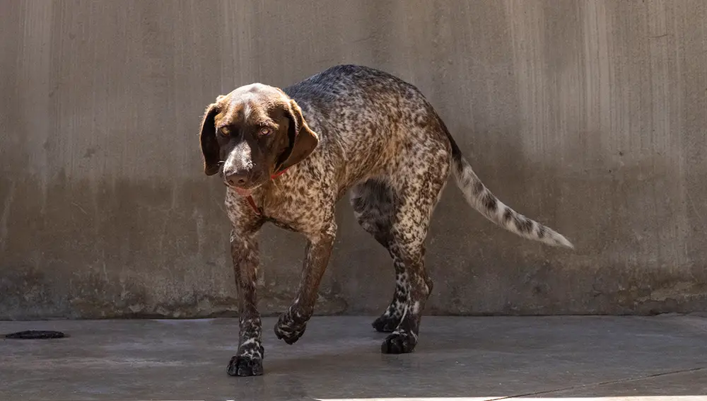 Nicole espera una familia que la adopte