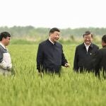 Chinese President Xi Jinping (C) learns about the cultivation of crops tolerant to drought and alkalinity in a wheat field in Cangzhou, north China's Hebei Province