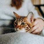 El sonido que emiten los gatos se ha convertido en una nueva terapia para controlar el estrés