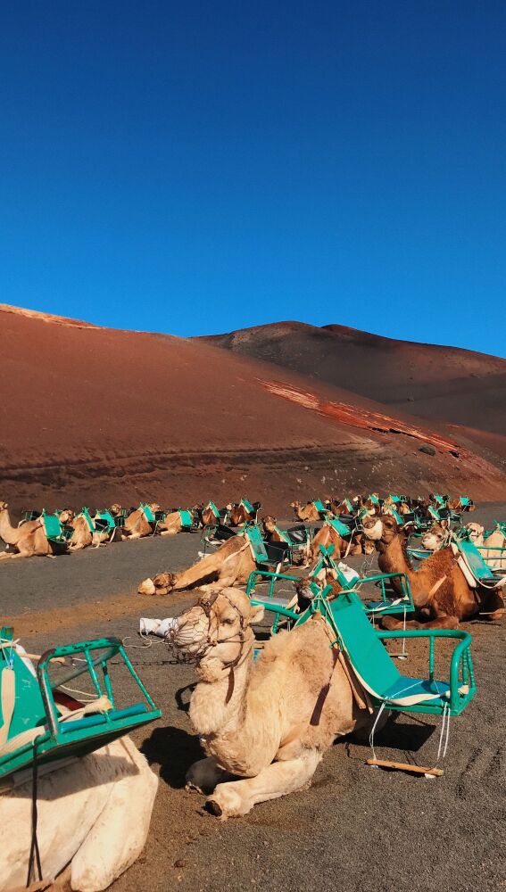 Un paseo en camello y dromedario es uno de los mejores planes que hacer en Lanzarote con niños