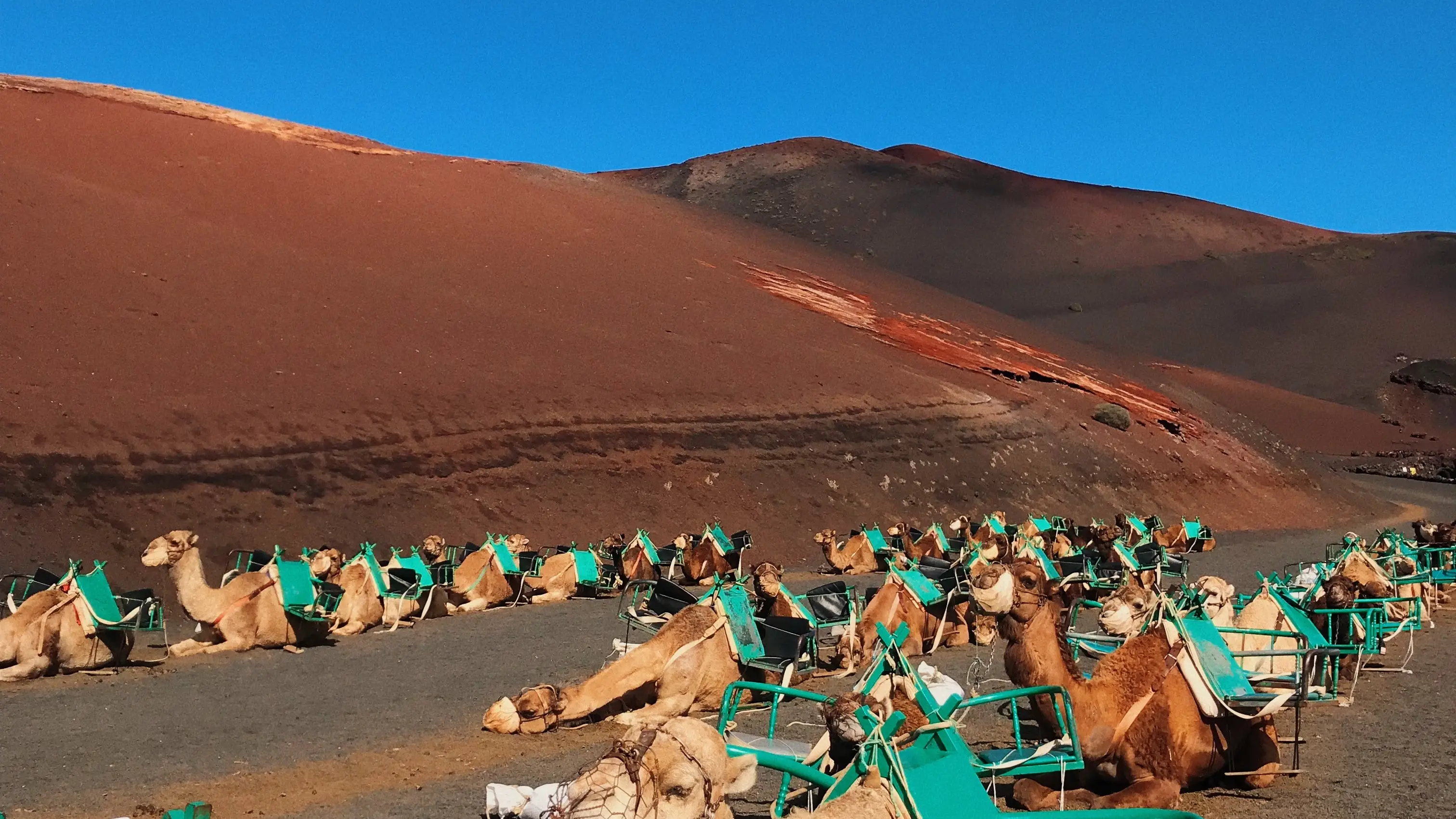 Un paseo en camello y dromedario es uno de los mejores planes que hacer en Lanzarote con niños