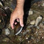 El mejillón de río o náyade, denominado científicamente Margaritifera margaritifera, será objeto durante tres años de un plan de conservación de la especie en esta Comunidad