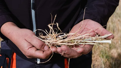 Un agricultor soriano muestra el estado del cereal en la provincia