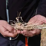 Un agricultor soriano muestra el estado del cereal en la provincia