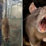 Varios medios británicos aseguran que el país se enfrenta a un ejército de ratas gigantes "capaces de masticar el hormigón"