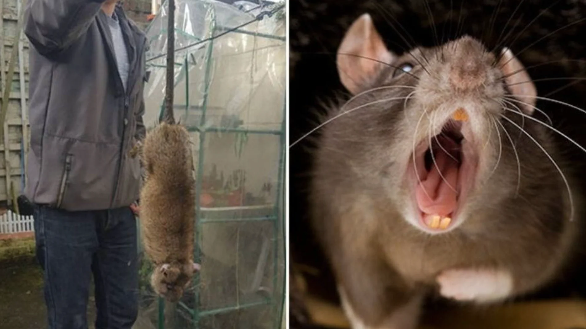 Varios medios británicos aseguran que el país se enfrenta a un ejército de ratas gigantes "capaces de masticar el hormigón"