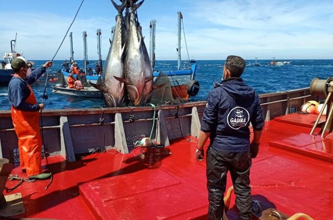 Primera "levantá" de atunes en aguas del Estrecho