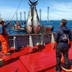 Primera "levantá" de atunes en aguas del Estrecho