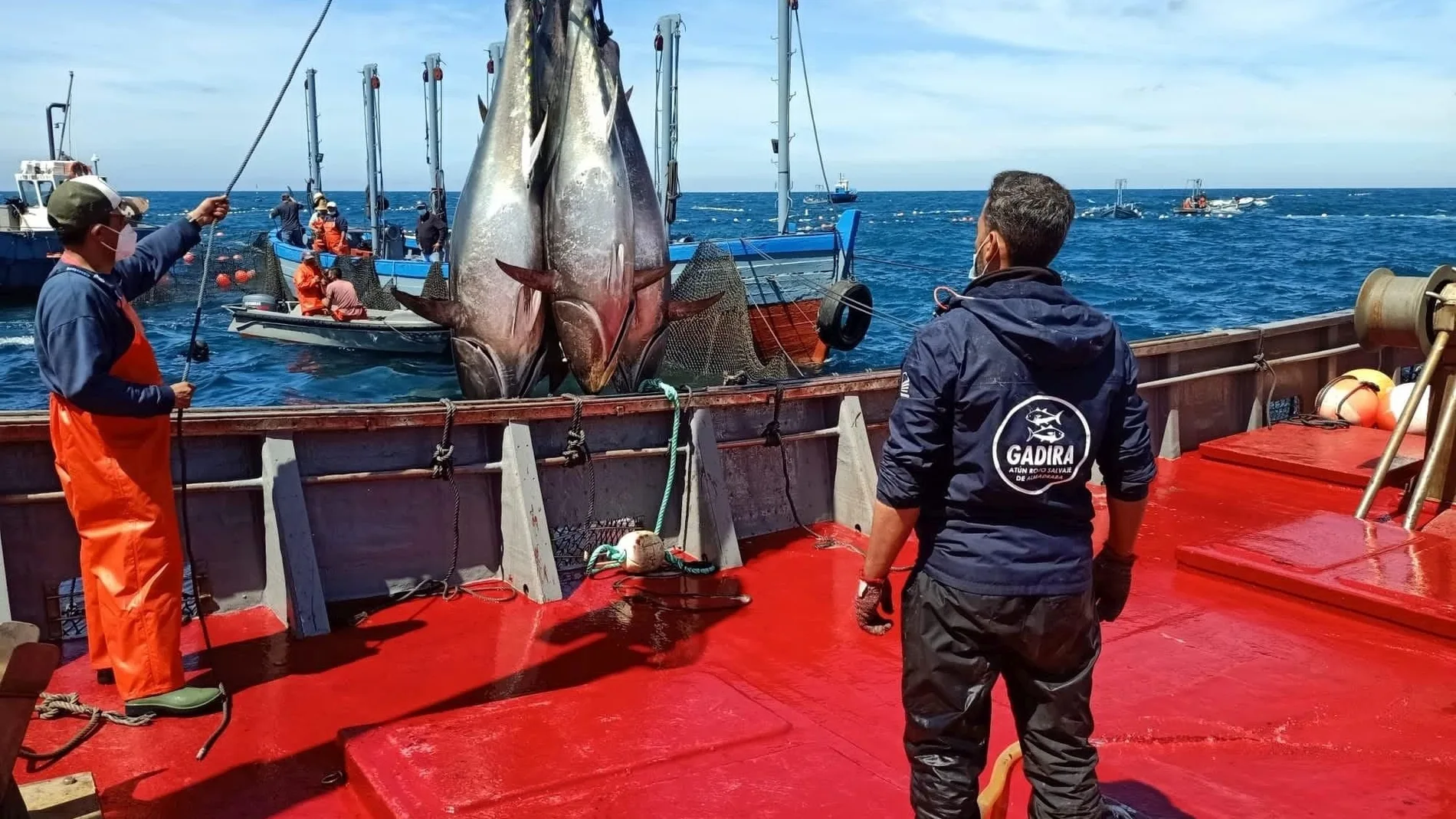 Primera "levantá" de atunes en aguas del Estrecho