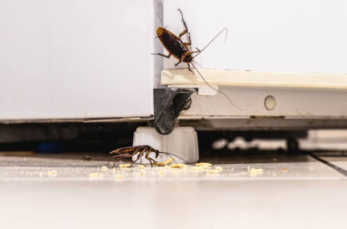 Cucarachas buscando alimento bajo una nevera