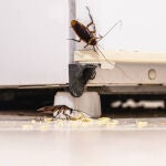 Cucarachas buscando alimento bajo una nevera