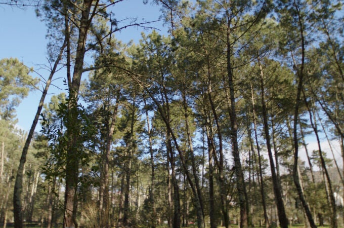 La nueva reforestación cuenta con la certificación internacional FSC, que garantiza la gestión del bosque con criterios de biodiversidad y beneficios para la población local