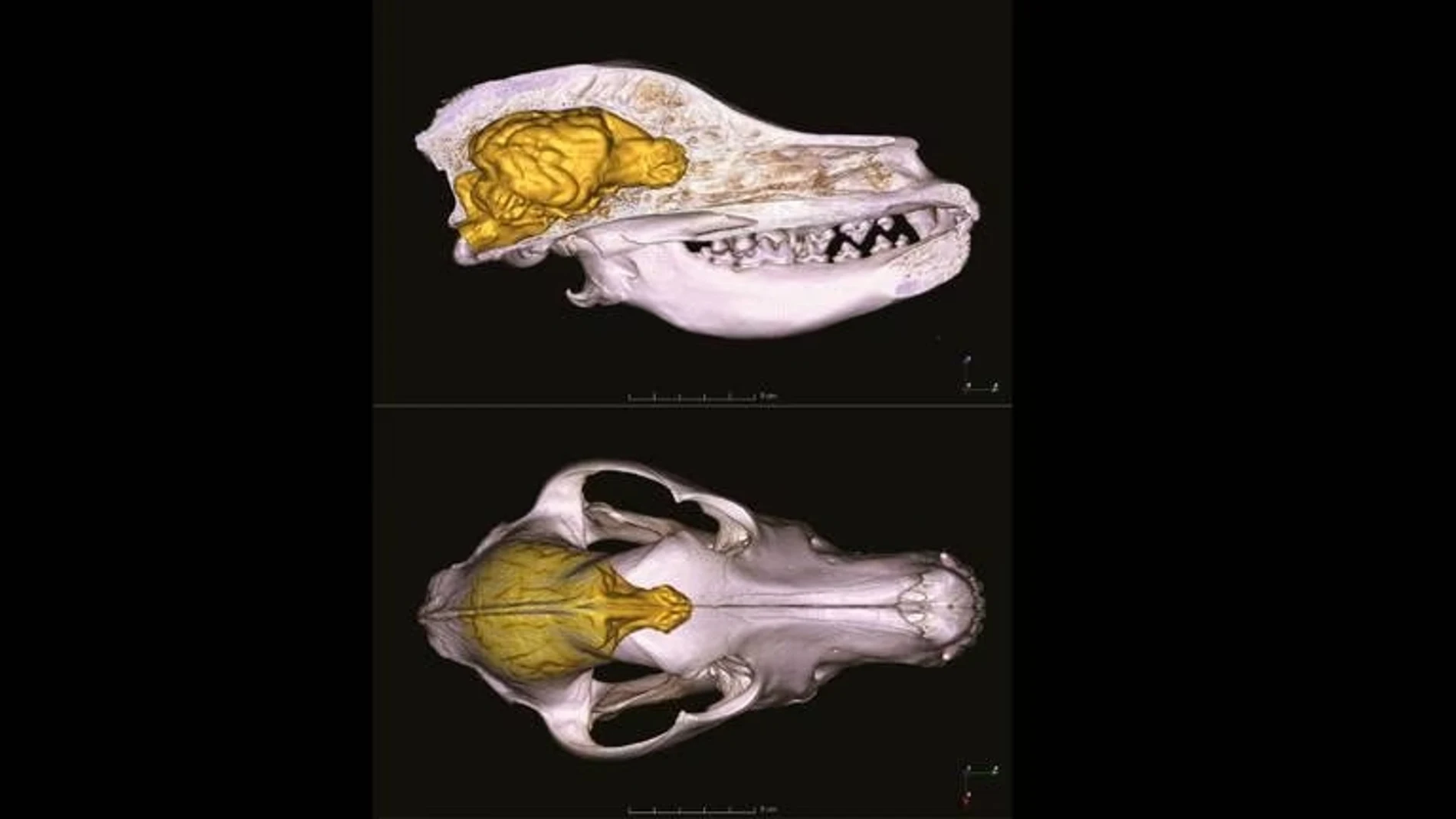 Una imagen del estudio de la revista "Evolution" que demuestra que el cerebro de los perros es cada vez más grande