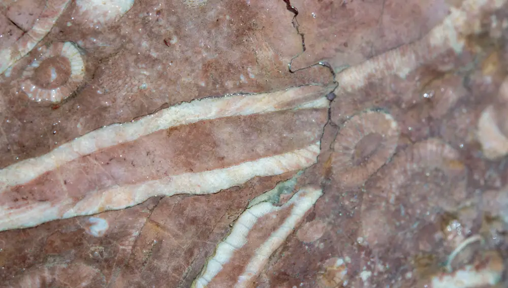 Fósiles del Cámbrico utilizados en Cástulo se exponen en Linares