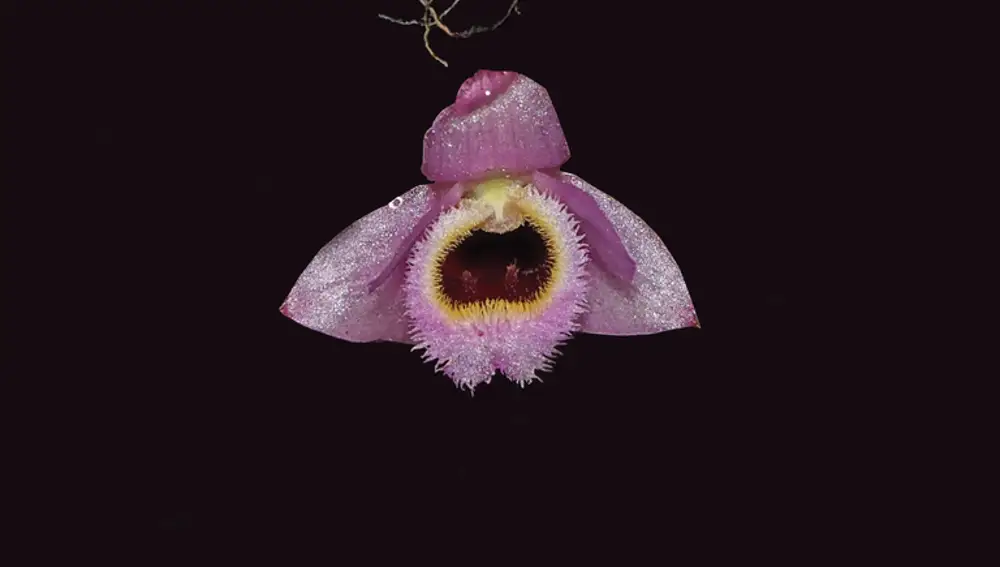 Pink bee-shaped orchid