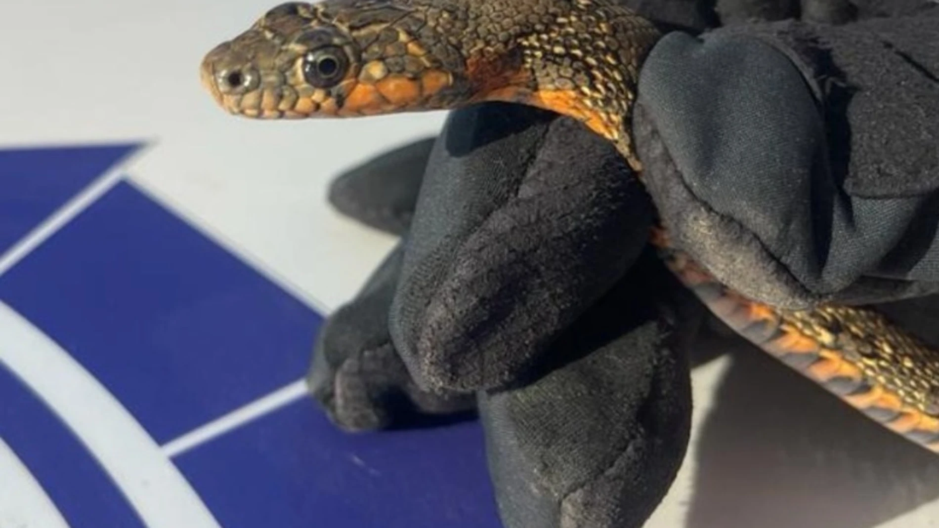 Imagen de la serpiente