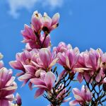 Árbol de magnolia floreciendo