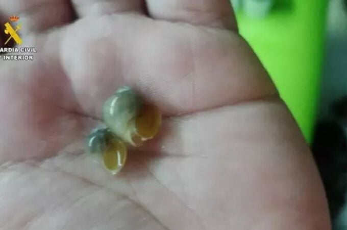 Caracoles manzana incautados por la Guardia Civil a un vecino de Basauri 