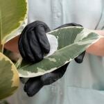 Una científica ayuda a la cicatrización de una planta