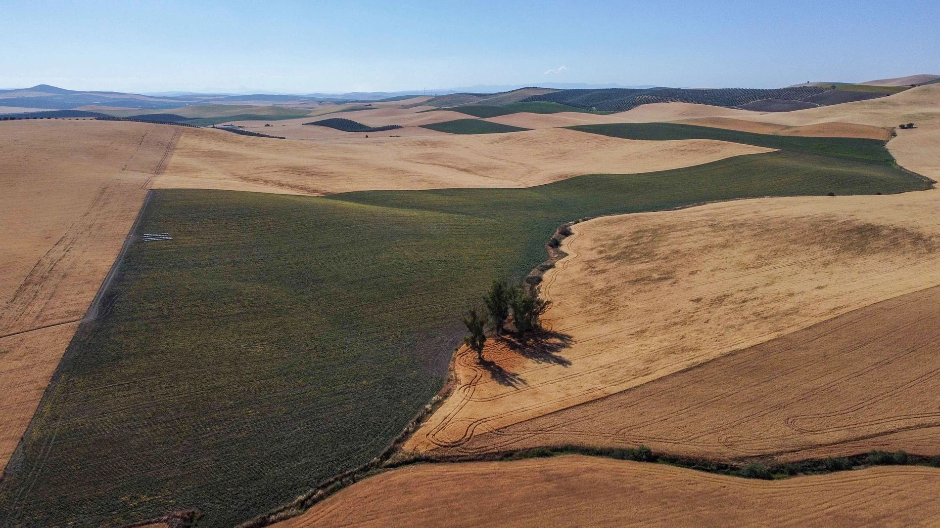 CÓRDOBA, 27/05/2023.- Imagen de una cosecha de trigo en una finca de la provincia de Córdoba. Los daños por la sequía en los cultivos de invierno, cereales y leguminosas, se han disparado a los 40 millones de euros en Andalucía, frente a los primeros cálculos de Agroseguro que situaban en 28 millones las pérdidas por la falta de lluvia, una vez que se ha peritado el 20 por ciento de la superficie asegurada por el sistema español de seguros agrarios combinados en la comunidad autónoma. EFE / R...