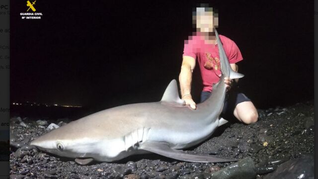 Uno de los tiburones capturados