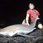 Uno de los tiburones capturados