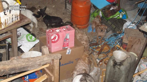 Intervienen en una vivienda de La Rioja 14 perros entre heces, sin comida ni agua y sin vacunar