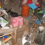 Intervienen en una vivienda de La Rioja 14 perros entre heces, sin comida ni agua y sin vacunar