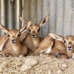 Nacen trillizos de gacela de Cuvier en la finca del CSIC en Almería