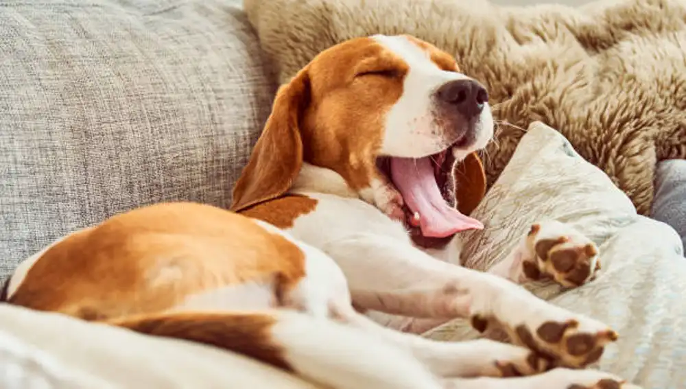 Un perro de la raza ''Beagle'' bostezando