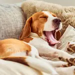 Un perro de la raza ''Beagle'' bostezando