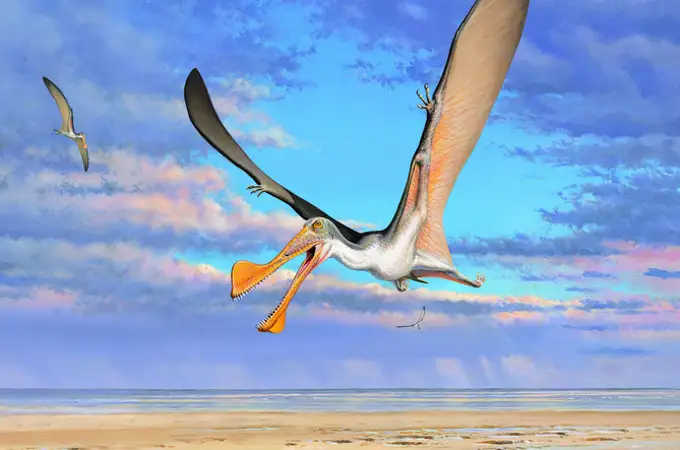 Este gigantesco pterosaurio sobrevoló los cielos de Australia hace 107 millones de años