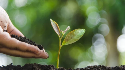 growing-trees-growth-environmental-protection-trees-nature-maintenance-growing-trees-growth-environmental-