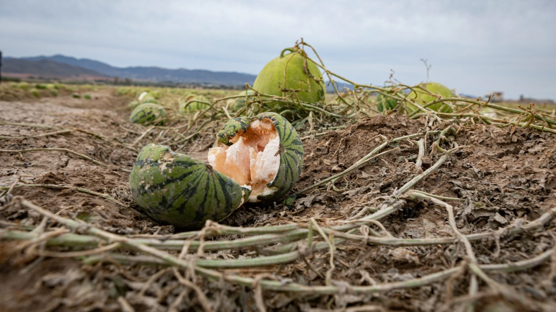 Las lluvias y el granizo han destrozado muchos cultivos en zonas como Lorca y Jumilla