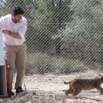 El presidente de la Comunidad en funciones, Fernando López Miras, durante la suelta en una zona cercada de cuatro nuevos ejemplares de lince ibérico en la Región de Murcia