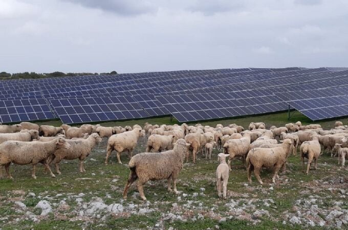 Un rebaño de ovejas pasta en la planta fotovoltaica Núñez de Balboa III, en Extremadura