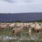 Un rebaño de ovejas pasta en la planta fotovoltaica Núñez de Balboa III, en Extremadura