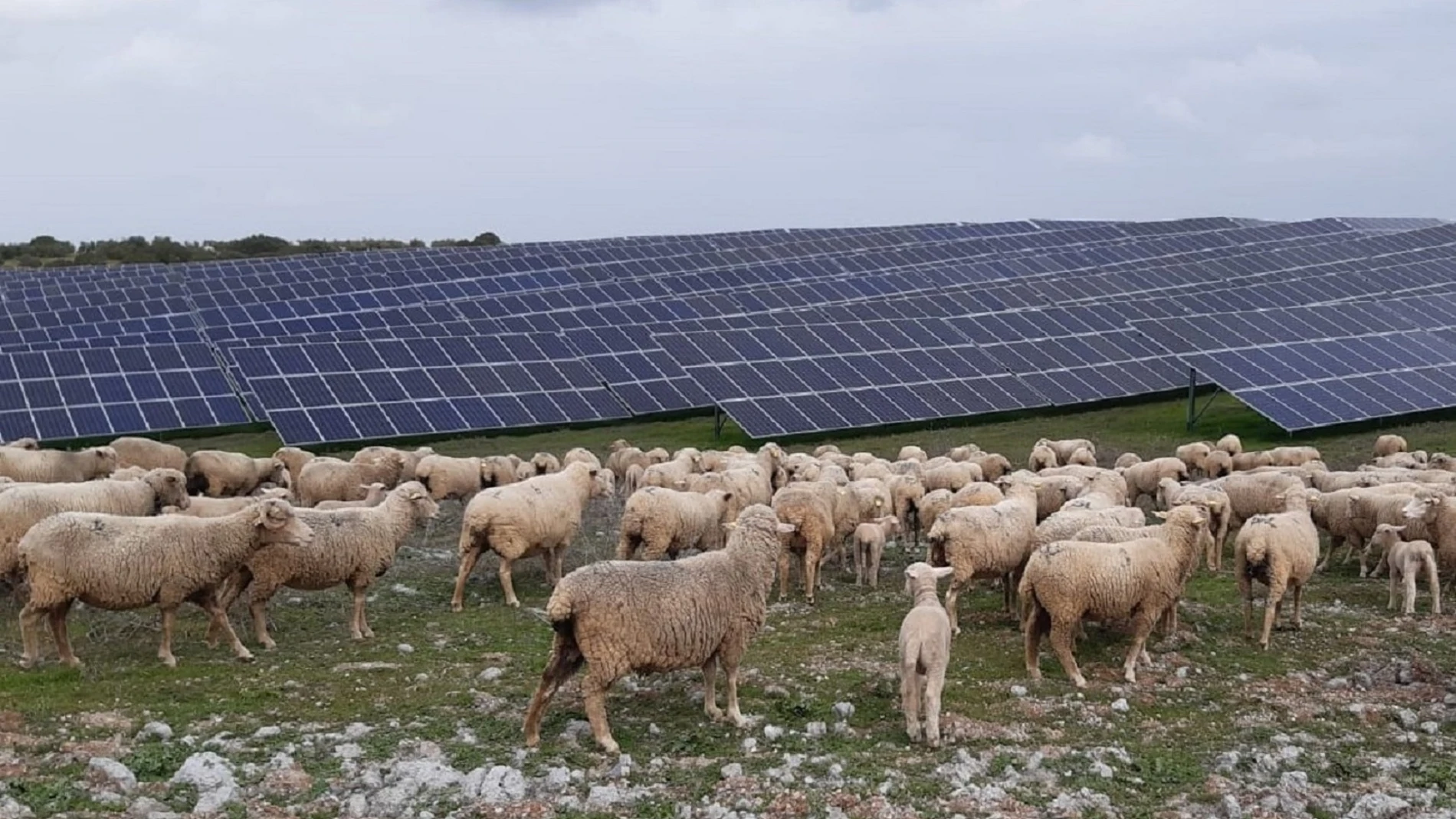 ovejas agricultura fotovoltaica renovables