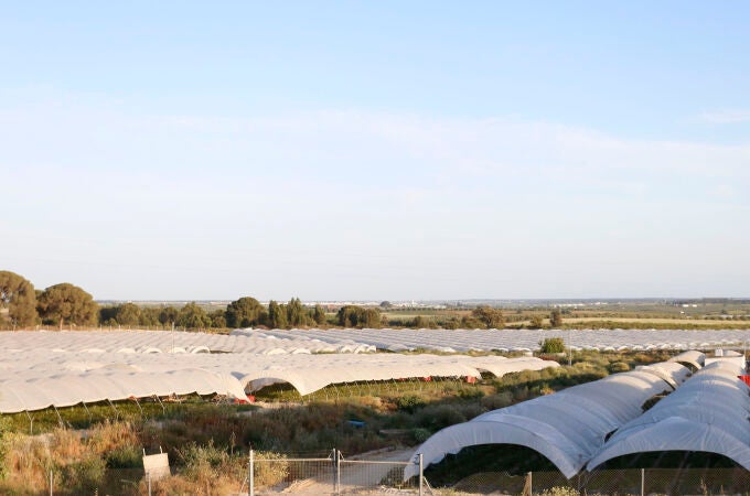 Invernaderos de fresas del entorno de Doñana