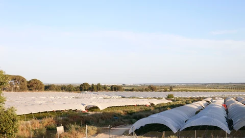 Invernaderos de fresas del entorno de Doñana